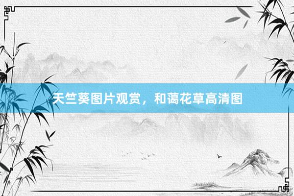 天竺葵图片观赏，和蔼花草高清图